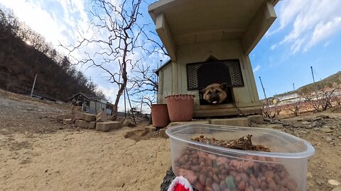 Dogs living in remote rural areas