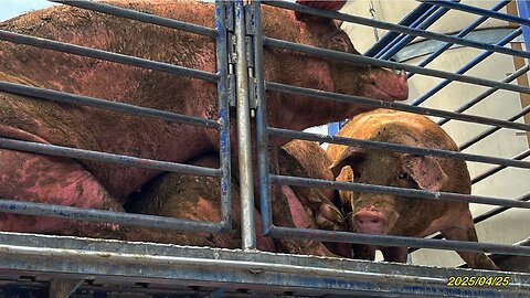 25_0425 FD7S_夏田豬豬