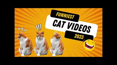 Funny Cat Videos 2023 | 4K Videos | Copyright Free | Creator Mitra"