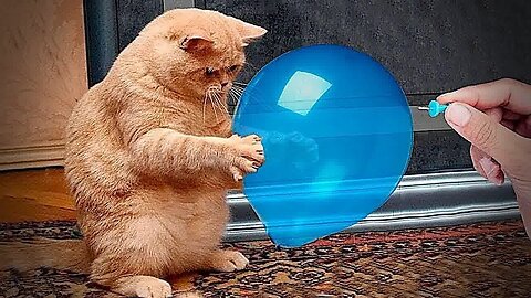 Try Not To Laugh Cats And Dogs Videos 😁 - BEST Funny Animal Videos 2025