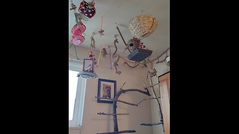Parakeets Draw you in