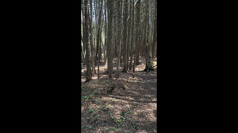 Woods
