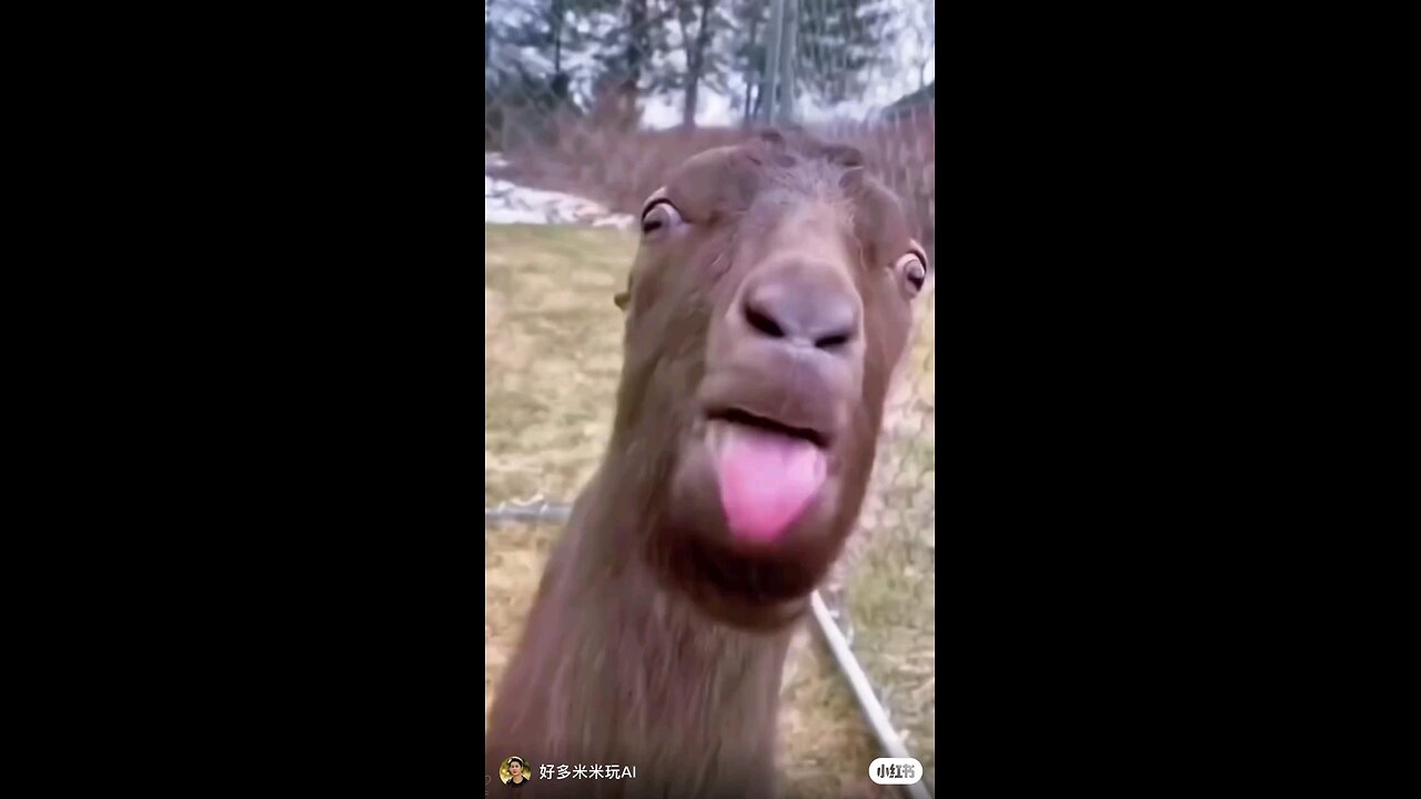 best laughing