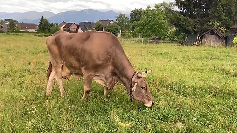 Austrian zoologists have described a cow named Veronica, who learned to
