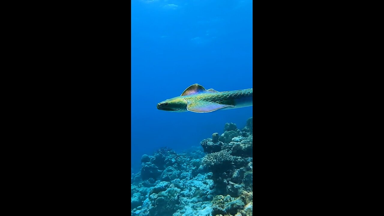 The rarest species of snake