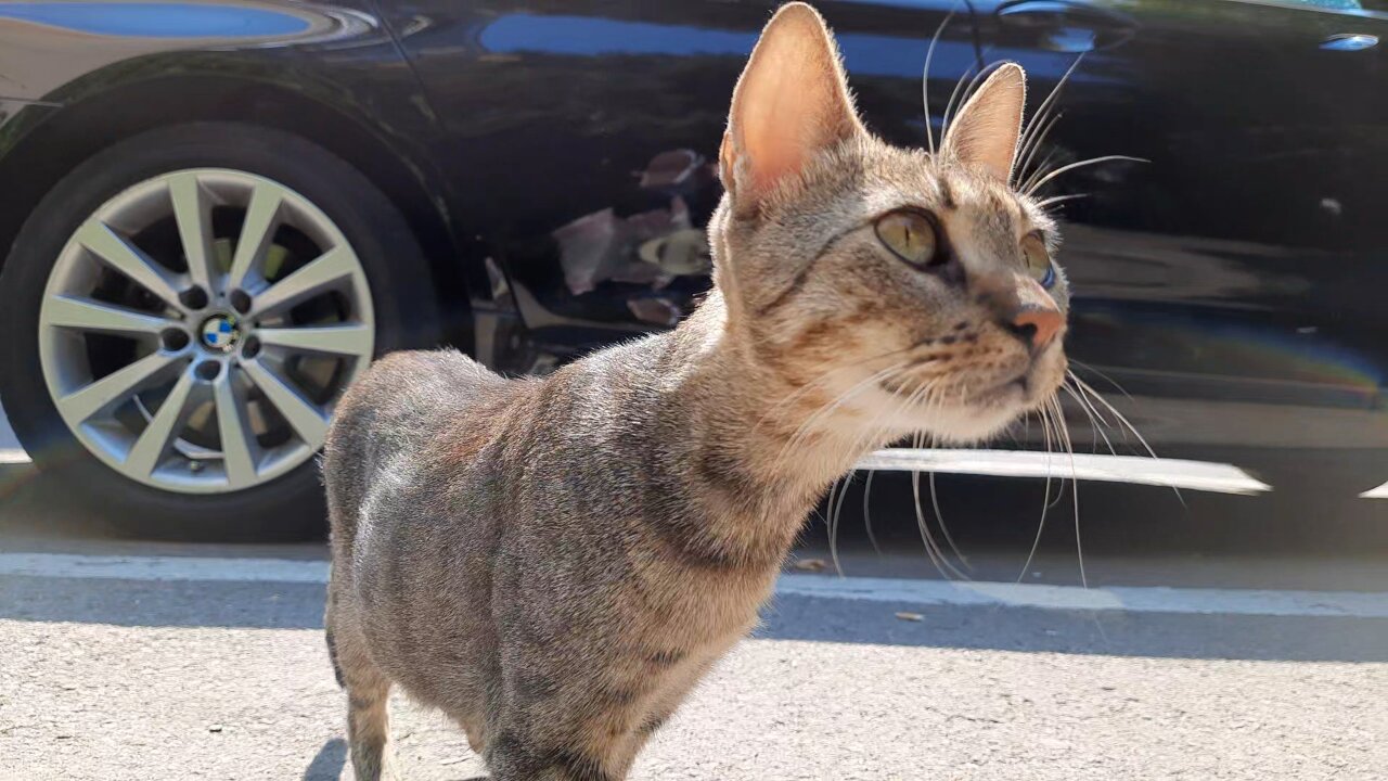 Cats live in fenced garden