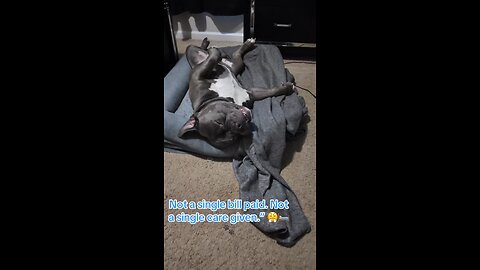 Blue sleeping with no care in the world