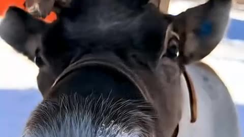 VERITAS VAULT FINLAND - SEE YOU THERE - CRYPTO STAKING PROFITS - TOP TEAM ROB BUSER