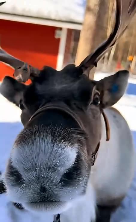 VERITAS VAULT FINLAND - SEE YOU THERE - CRYPTO STAKING PROFITS - TOP TEAM ROB BUSER