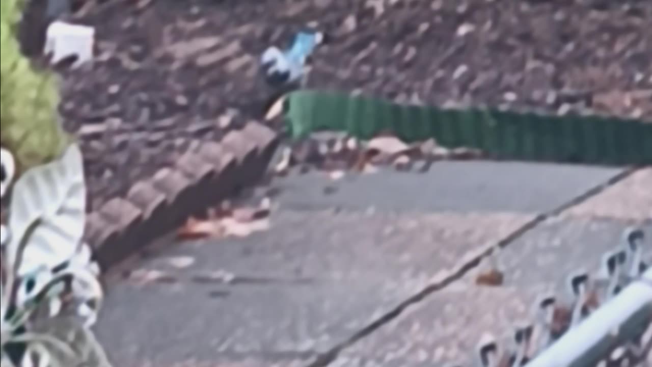 Blue Jay