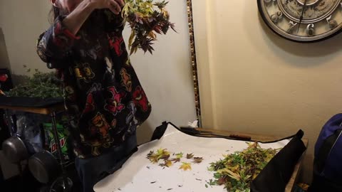 Gorilla cookies trim video ep 47