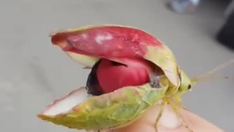 Flower 🌺 insect 🐝🦋