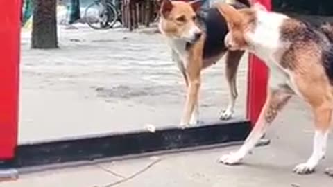 Dog mirror prank | He doesn't like himself 😂 #funny #dog #dogmirror #shorts