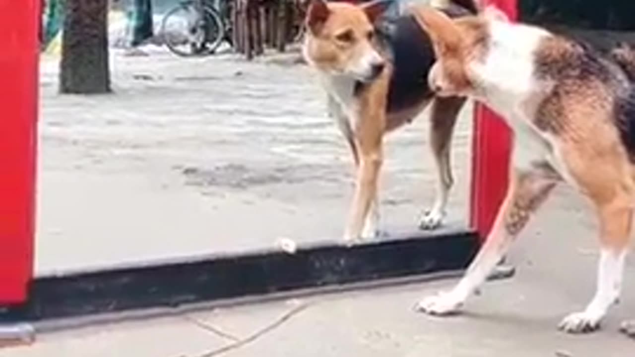Dog mirror prank | He doesn't like himself 😂 #funny #dog #dogmirror #shorts