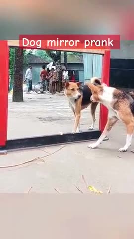 Dog mirror prank | He doesn't like himself 😂 #funny #dog #dogmirror #shorts