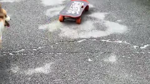 The dog plays skateboard down the stairs