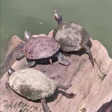 Turtles kissena park