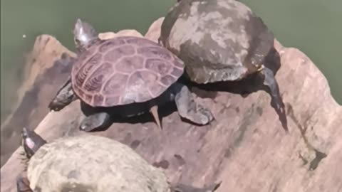 Turtles kissena park