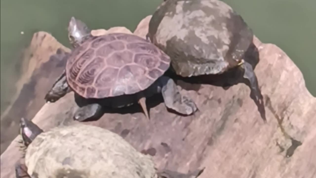 Turtles kissena park