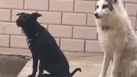🦊🐶 This Fox's Attempt at Barking is Howlingly Hilarious! | FunFM