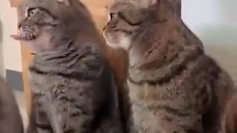 So much purrsonalities in one clip | funny video | crazy clips