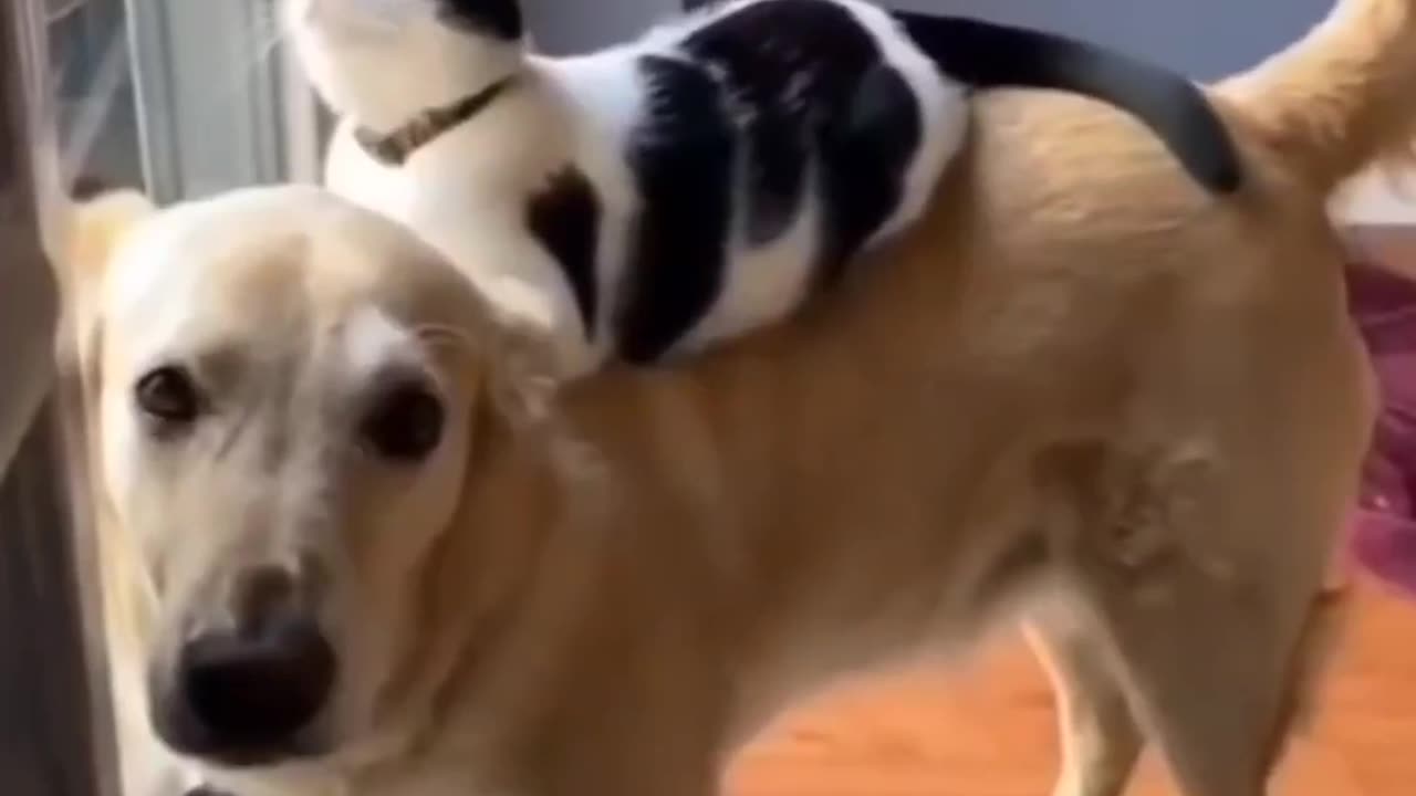 πΎπ Funny Pet Antics | Cuteness Overload!