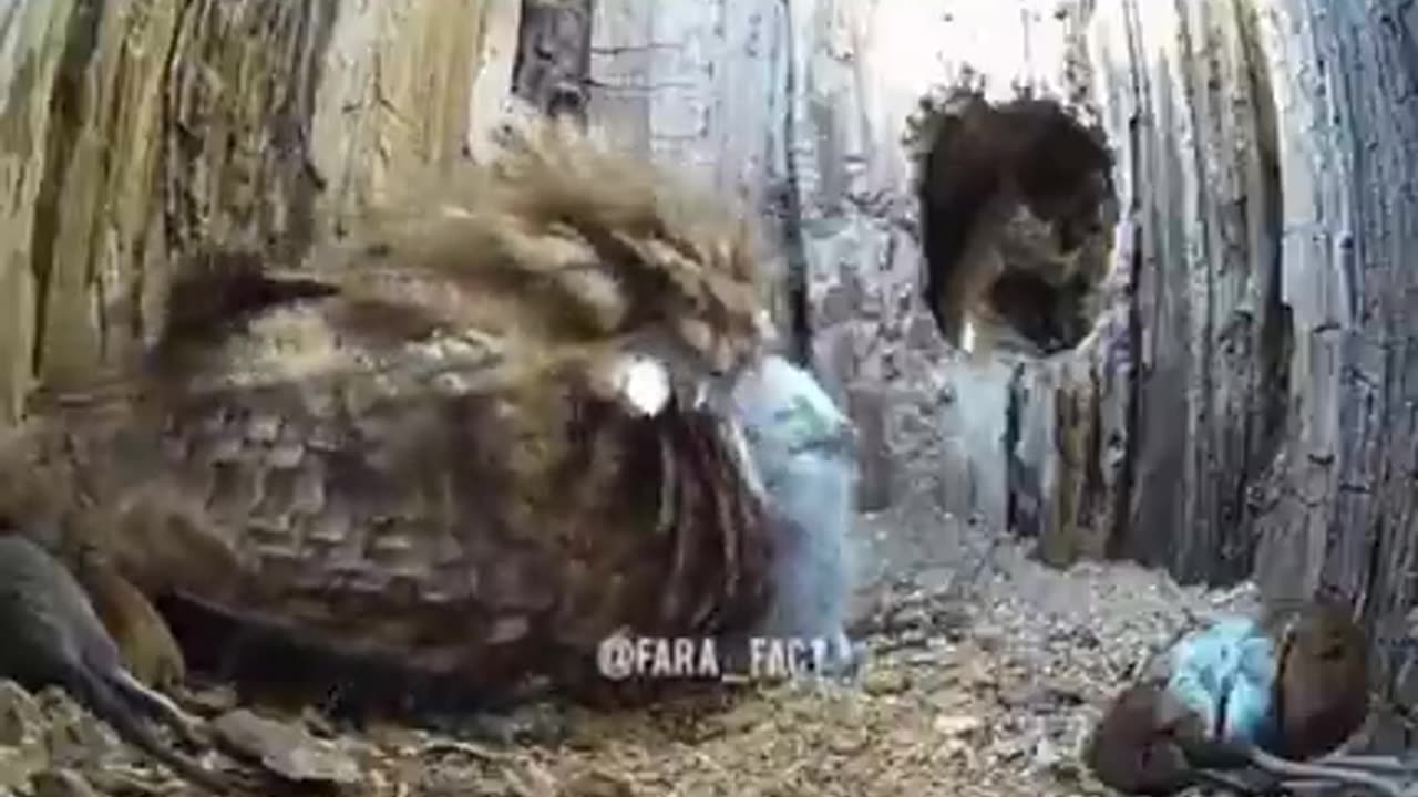 Gift to the Barren owl