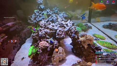 24/7 Real Live Reef Stream
