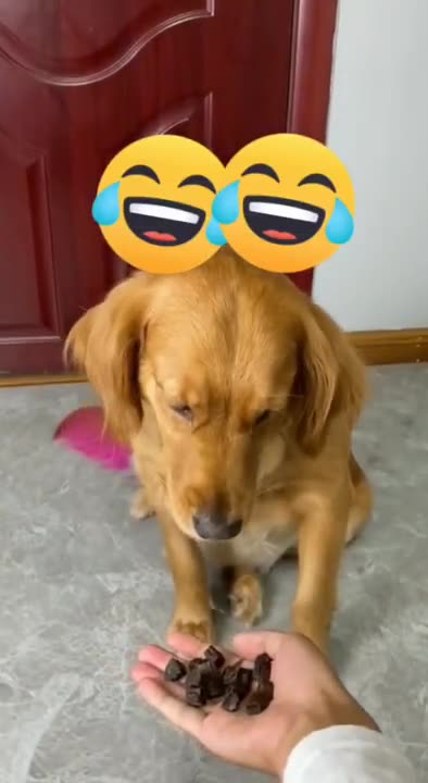 bad day for dog short video #dog #funny #animals #game #bad #fun #fail #tiktok