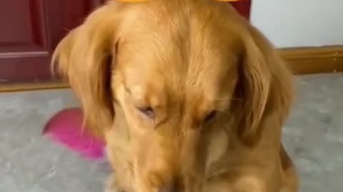 bad day for dog short video #dog #funny #animals #game #bad #fun #fail #tiktok