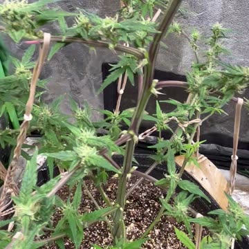 Ep. 257 "Three Lil Plants" by Patrick Henry The Batman