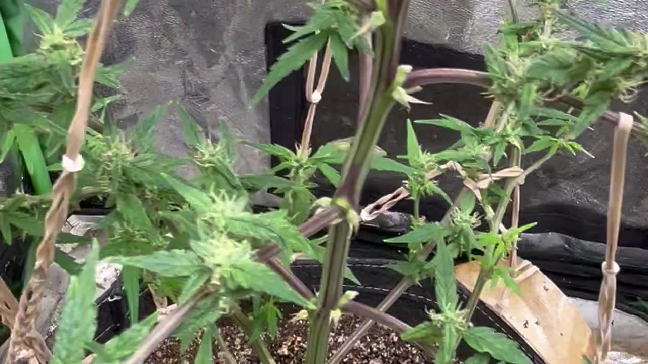 Ep. 257 "Three Lil Plants" by Patrick Henry The Batman