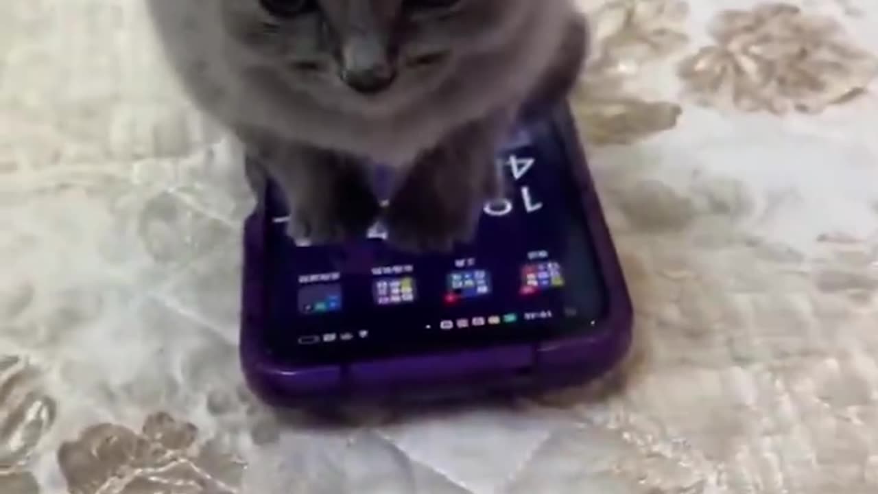 Bro said 'is mine'