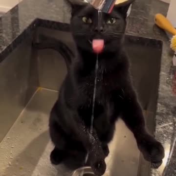 رفتارهای بامزه حیوانات که روزت رو می‌سازن! Funny animal behaviors that will make your day! 🐶🐱🦜