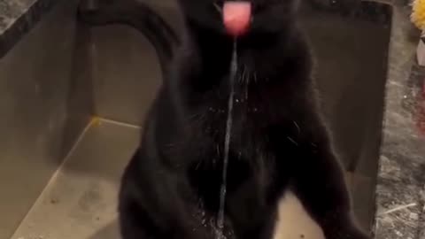 رفتارهای بامزه حیوانات که روزت رو می‌سازن! Funny animal behaviors that will make your day! 🐶🐱🦜
