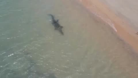 Crocodile Stalks Dog on Queensland Beach 🐊😱 Close Call!
