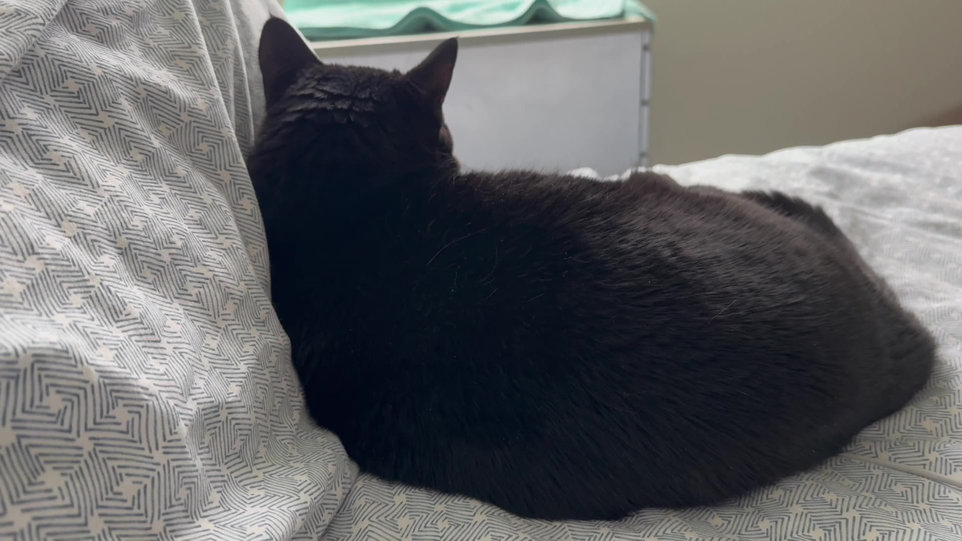 Precious Piper Waits for the Maintenance Man to Fix Her Spa - My Adopted Shelter Cat Vlog #shorts