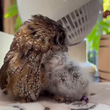 Hands on mama owl