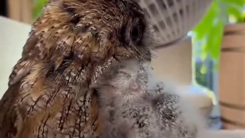 Hands on mama owl