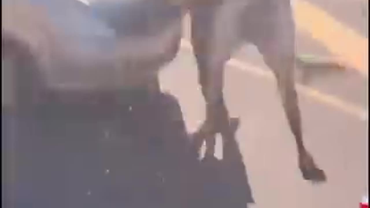 😱 Angry Bull Attacks Man | Unbelievable Twist on Highway 🐂🚗