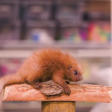 Baby porcupine with soft quills