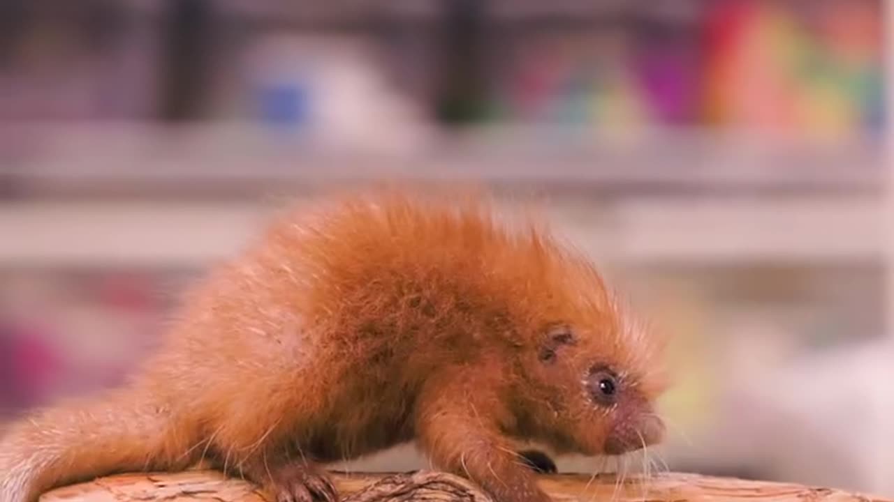 Baby porcupine with soft quills