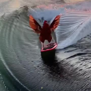 Boogie Board Roosters: