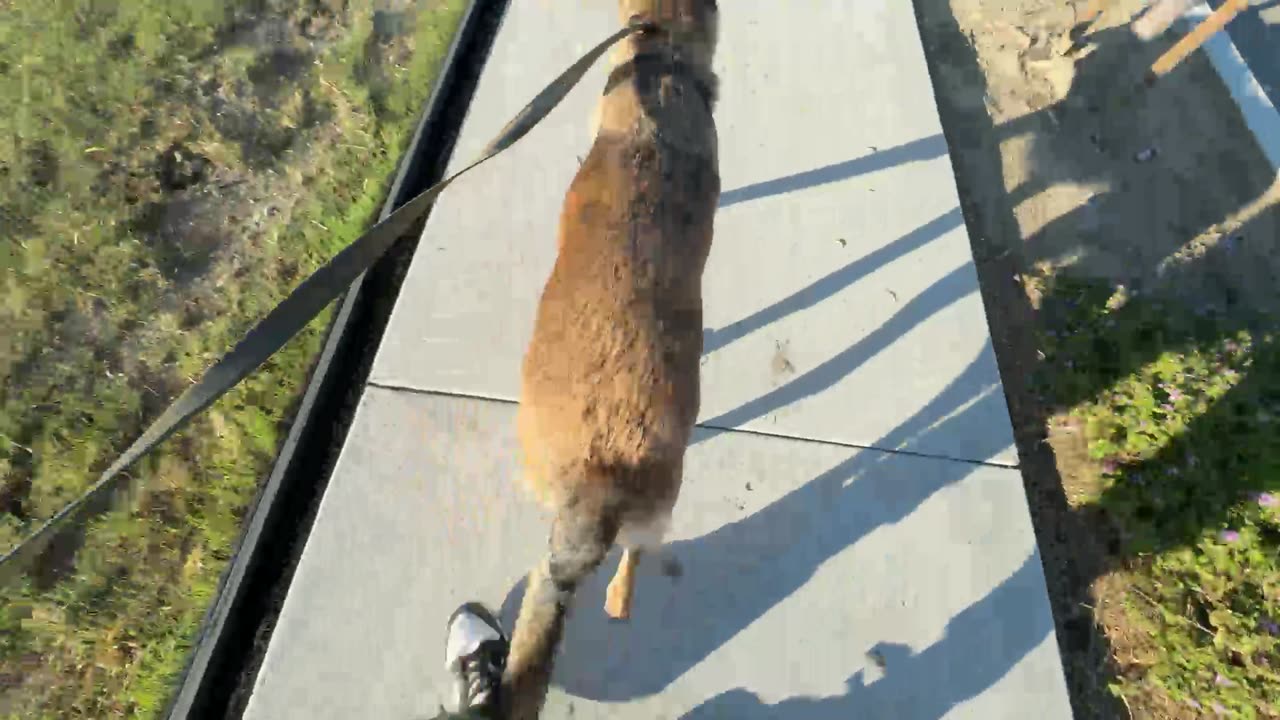 Random Stream IRL