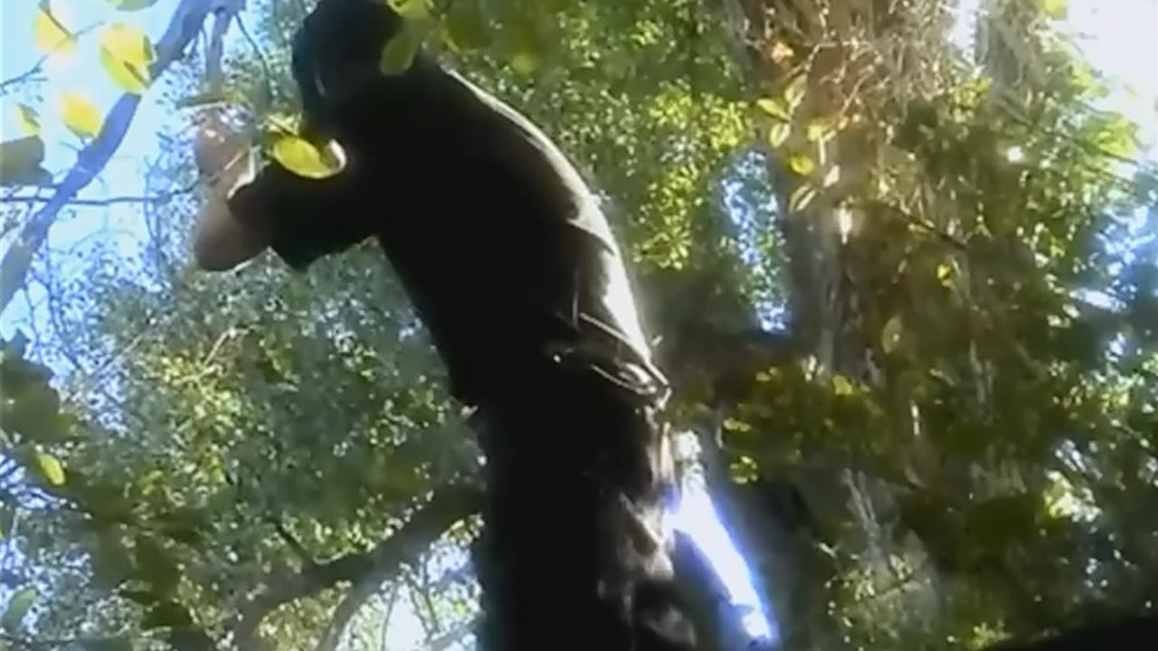 Extreme smoking in the Forest