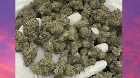 Sunset Sorbet THCa Flower | Hybrid | Berry-Diesel Funk | Giggly & Uplifting | Bulk Wholesale #THCa