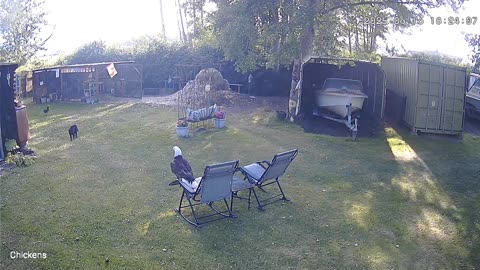 Cat Saves Chicken From Eagle