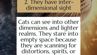 5 Spiritual Powers of CATS