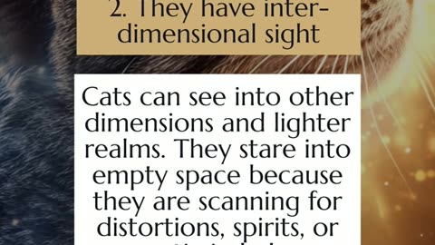 5 Spiritual Powers of CATS