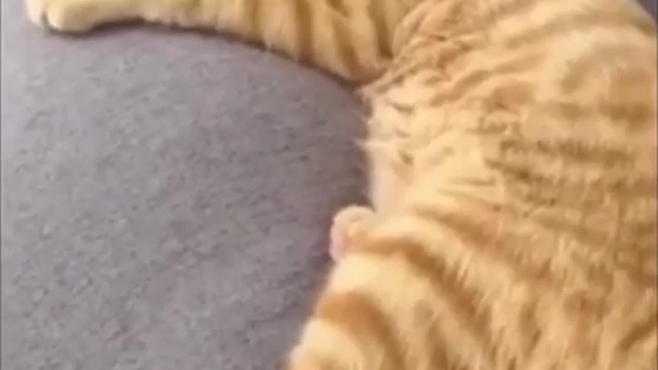 63. Pawsitively Hilarious The Funniest Moments of our Furry Friends!